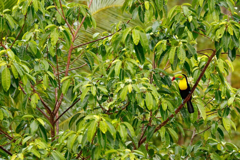 Fischertukan, Ramphastos-sulfuratus, Vogel mit großer Rechnung Tukan, das auf der Niederlassung im Wald, Boca Tapada, grünes vege lizenzfreie stockfotografie Fischertukan, Ramphastos-sulfuratus, Vogel mit großer Rechnung Tukan, das auf der Niederlassung im Wald, Boca Tapada, grünes vege lizenzfreie stockfotografie