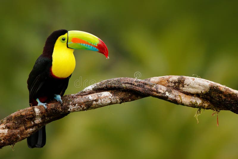 Fischertukan, Ramphastos-sulfuratus, Vogel mit großer Rechnung Tukan, das auf der Niederlassung im Wald, Panama sitzt Naturreise