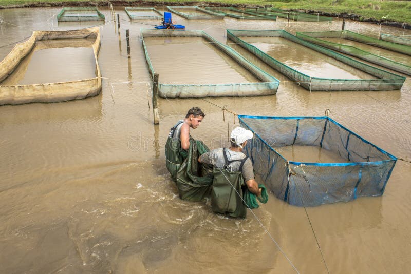Fischfarm lizenzfreie stockfotografie Fischfarm lizenzfreie stockfotografie