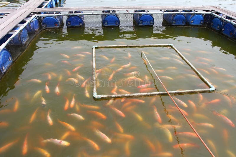 Fischfarm gelegen im siamesischen Land stockbilder Fischfarm gelegen im siamesischen Land stockbilder