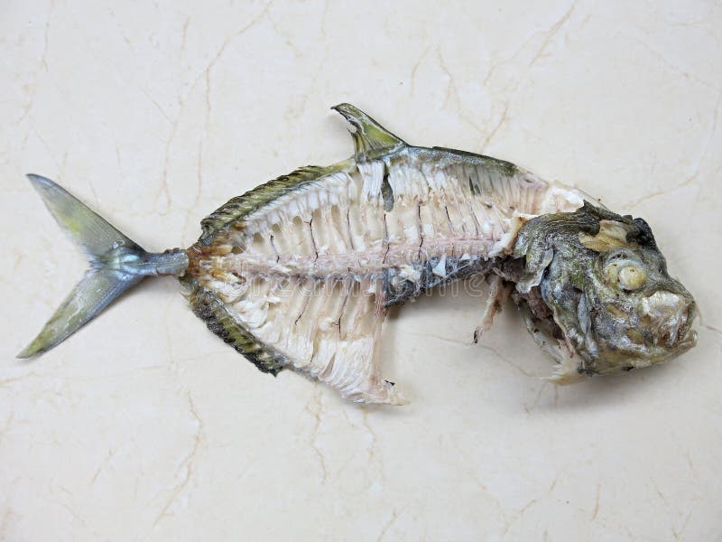 Fischskelett Knochen von tropischen Fischen stockfoto Fischskelett Knochen von tropischen Fischen stockfoto