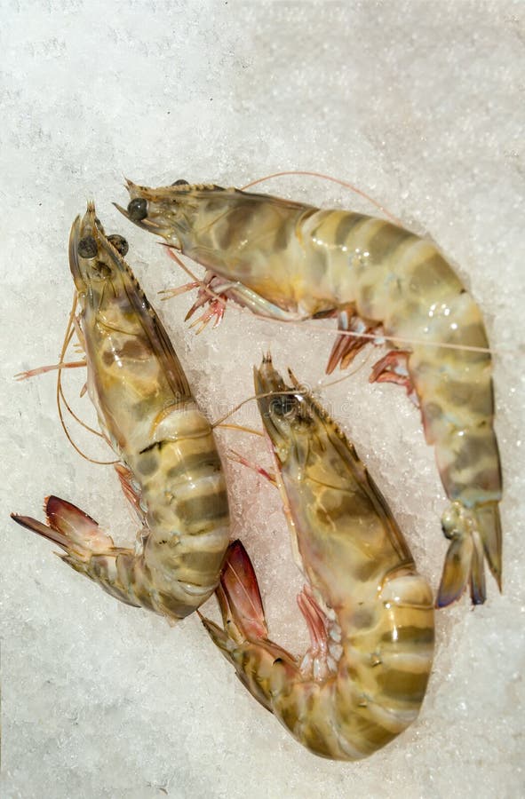 Fischverkaufstheke stockbilder Fischverkaufstheke stockbilder