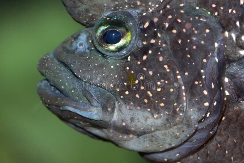 Fish eye of mahimahi stock photo. Image of head, catch 29013142