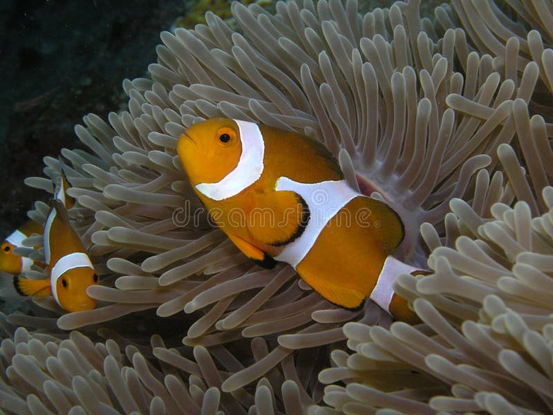 Cartoon Finding Nemo Stock Photos - Free & Royalty-Free Stock Photos from  Dreamstime