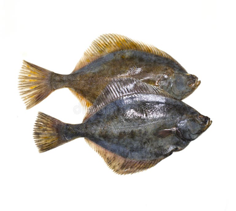 1,076 Fluke Fish Stock Photos Free & RoyaltyFree Stock Photos from