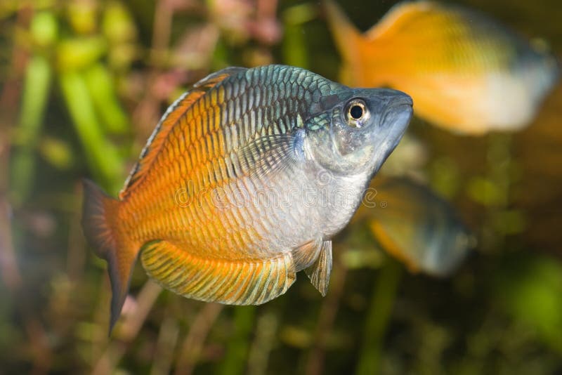 wild macro fish wild macro fish