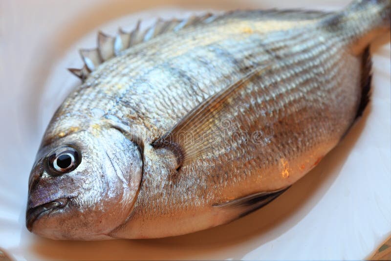 Goggle Eye Mackerel Live Bait Fish Hook Tackle Stock Image Image of