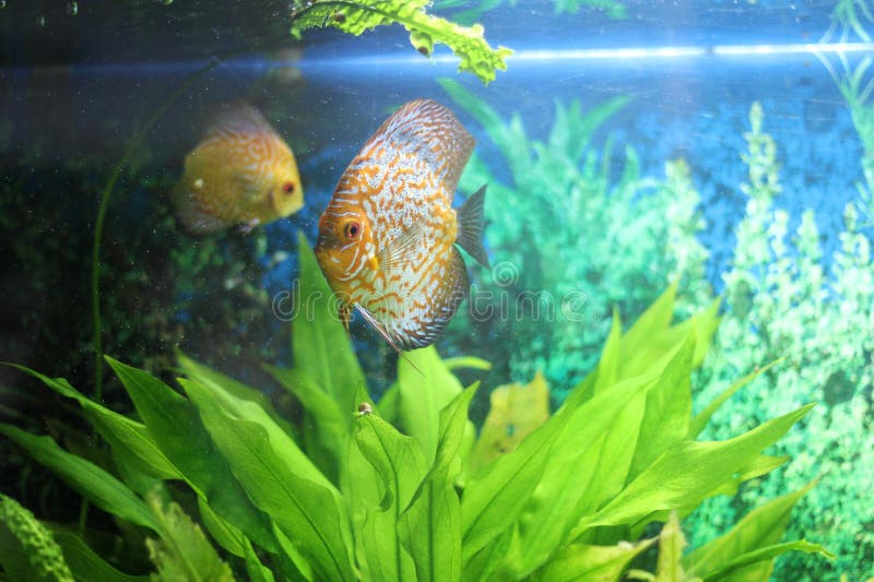 Fish in the acquarium stock image. Image of captive, fish 38767503