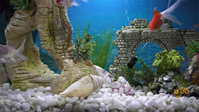Fish in the Aquarium â€“ Goldfish, Black Telescope Goldfish Stock