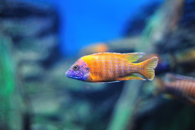 Fish in aquarium