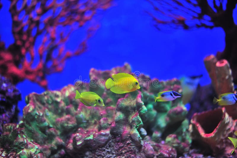 Fish in aquarium.