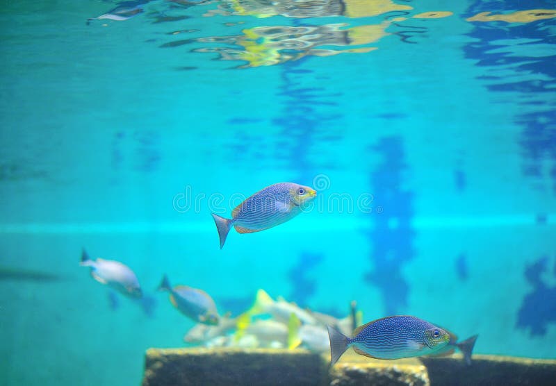 Fish in aquarium.