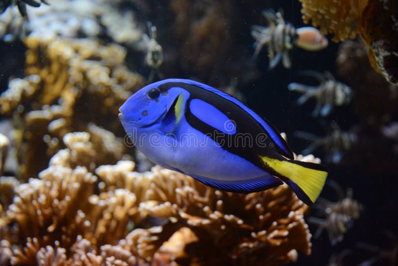 Fish in aquarium in France stock image. Image of indoor 108245621