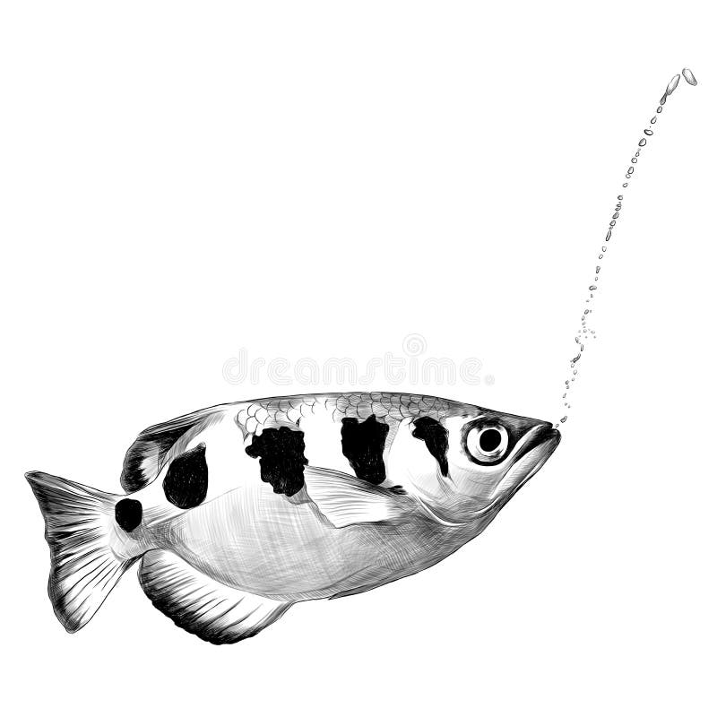 Fish Archer Fish Sketch Vector Graphics Stock Vector Illustration of