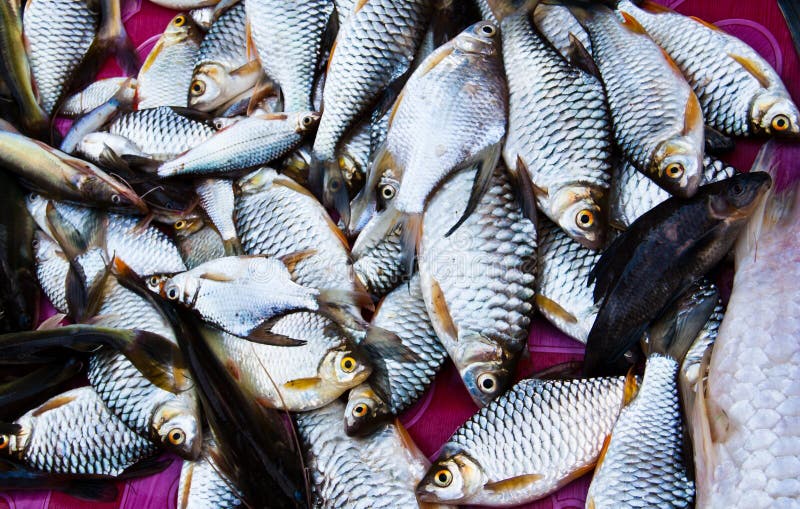 Fish in the basket stock photo. Image of industry, freshly 22714434
