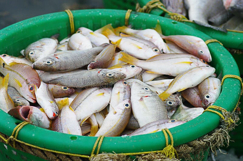 Fish in basket stock image. Image of fishery, freshness 34507179