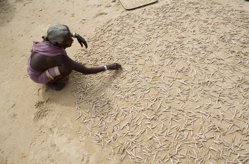 Fish on the beach.