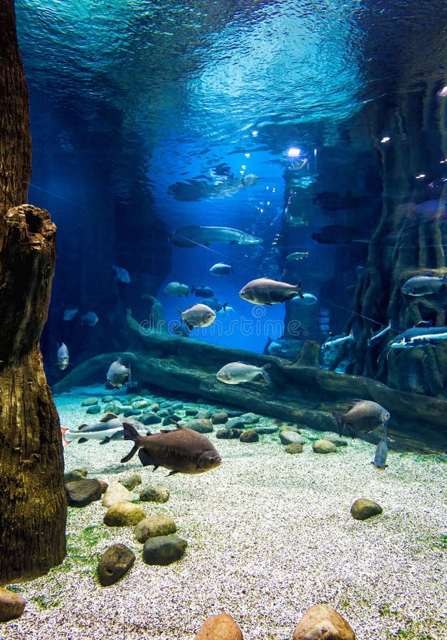 Fish in beautiful blue aquarium. Vertical view of large aquarium