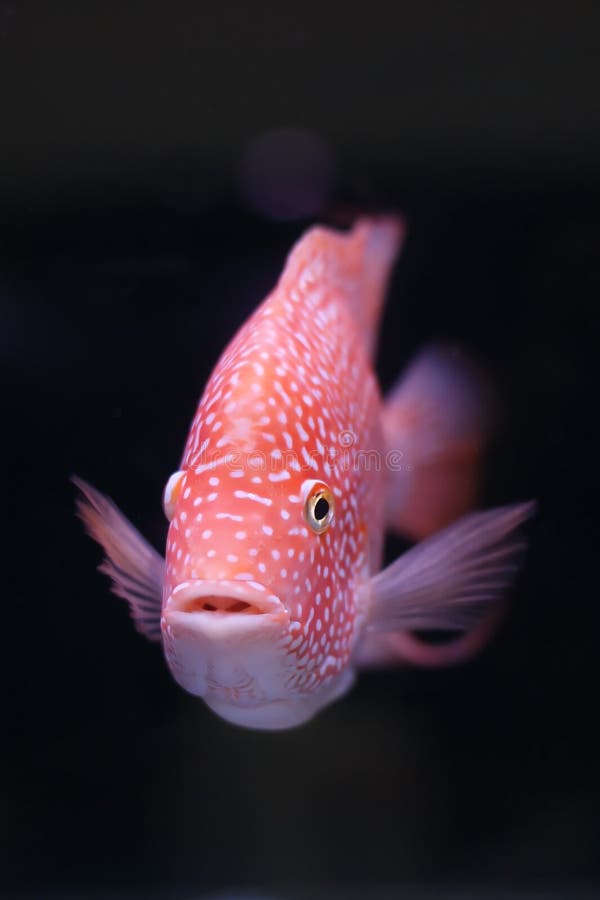 Fish on black background