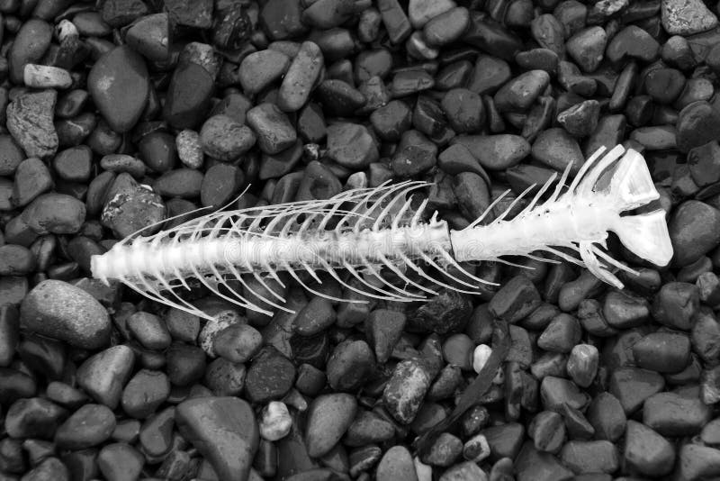 Fish bones 3