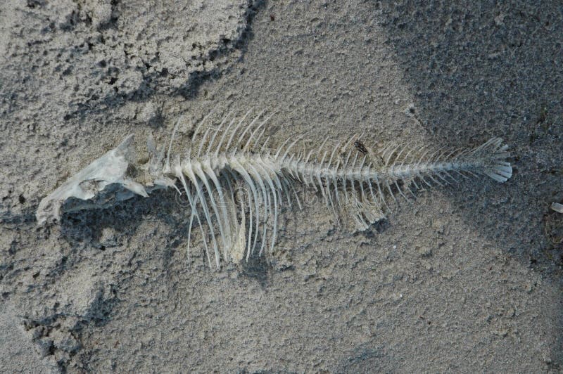 Fish bones stock photo Fish bones stock photo