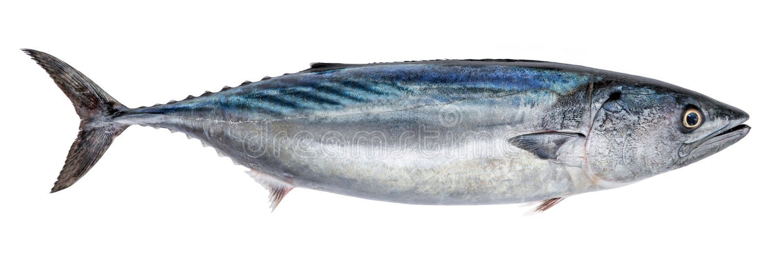 Fish bonito, isolated on white background (Sarda sarda). Fish bonito, isolated on white background, Sarda sarda royalty free stock photography Fish bonito, isolated on white background (Sarda sarda). Fish bonito, isolated on white background, Sarda sarda royalty free stock photography
