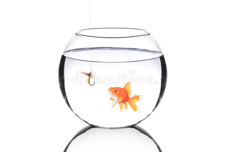 Fish Bowl with a Fishing Hook and a Fish Stock Photo Image of luring