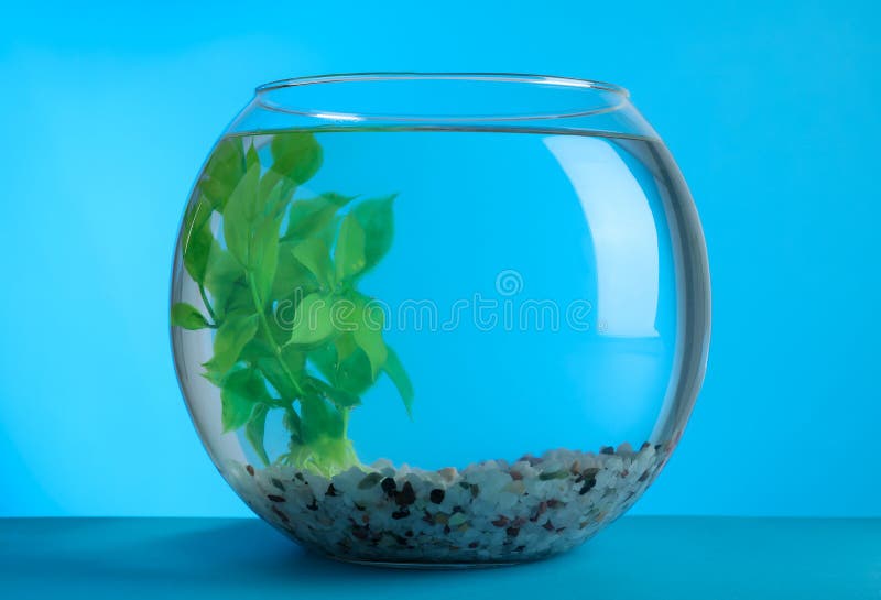 fish bowl setup