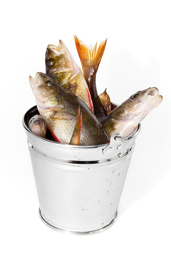 fish-bucket-white-background-fresh-catch-isolated-50792964.jpg