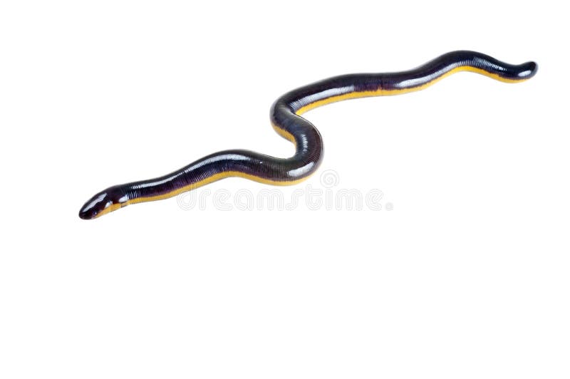Fish caecilian