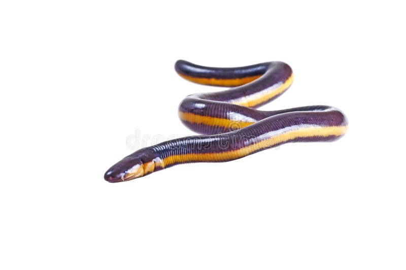 Fish caecilian