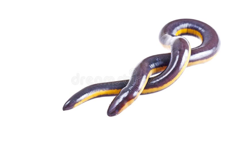 Fish caecilian