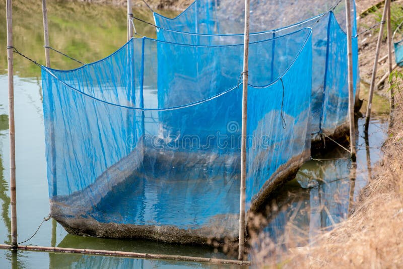 Fish Cage Floating in River Use for Raising Fish, Built with Blue Plastic  Barrels, Iron Pipes, Wood Planks and Net. Stock Photo - Image of  broodstockof, food: 147409728