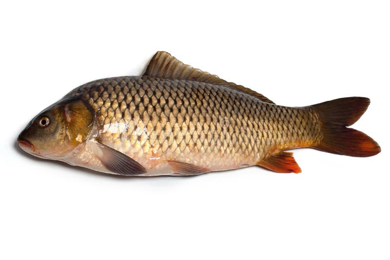 Carpa aislado sobre fondo blanco.