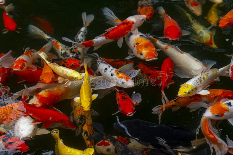 Fish CARP Fancy / Koi in Pond, Japanese National Animal Stock Photo - Image  of white, fancy: 210026448