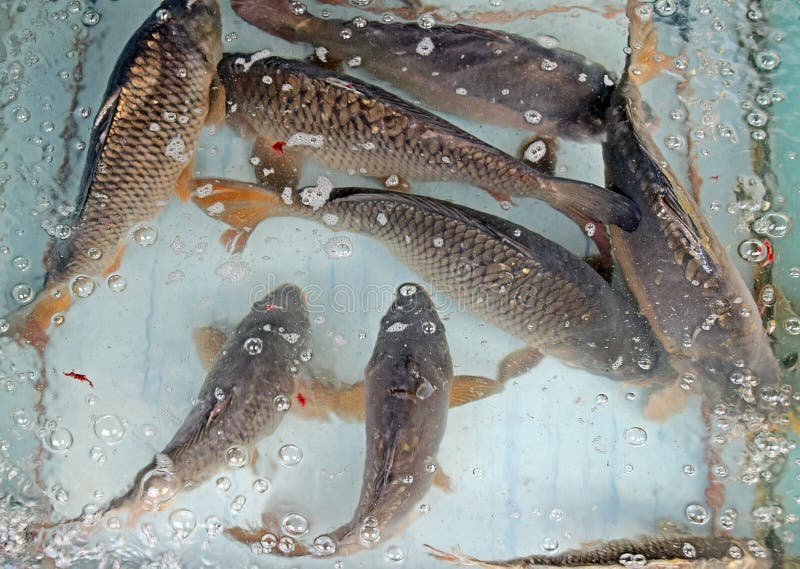 The Fish, Carp, for Sale in the Aquarium Stock Photo Image of fish