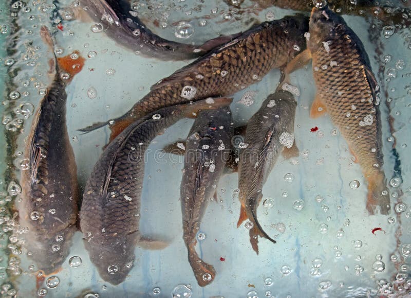 The Fish, Carp, for Sale in the Aquarium Stock Photo Image of