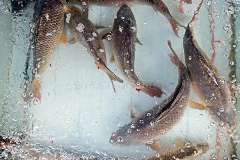 The Fish, Carp, for Sale in the Aquarium Stock Image Image of
