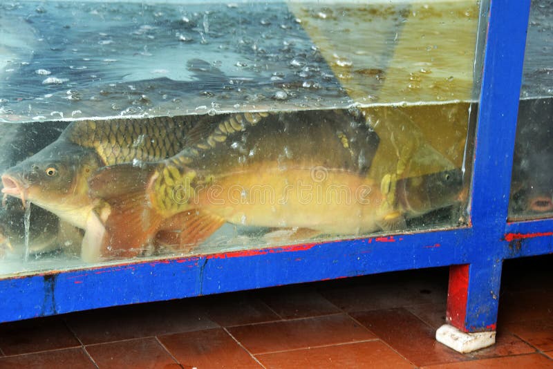The Fish, Carp, for Sale in the Aquarium Stock Photo Image of mobile