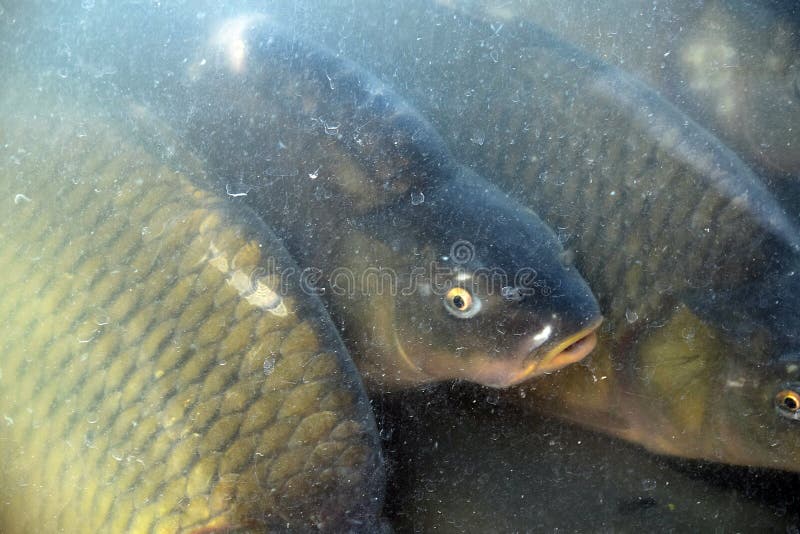 The Fish, Carp, for Sale in the Aquarium Stock Image Image of danube