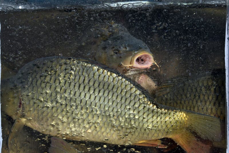 The Fish, Carp, for Sale in the Aquarium Stock Image Image of post