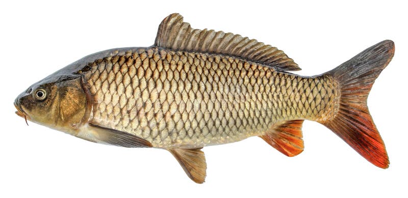 Fish carp with scales. Raw river fish.