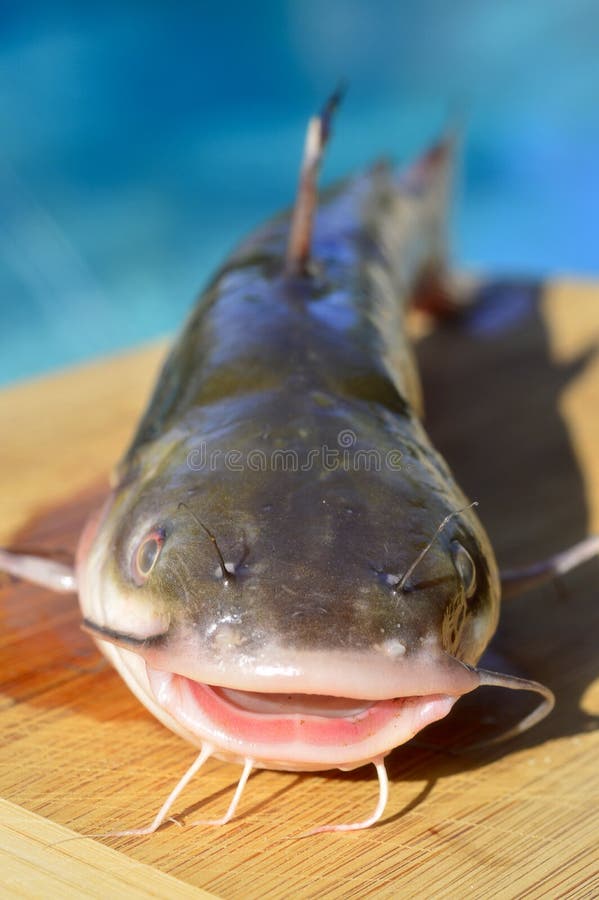Fish catfish. stock image. Image of slimy, eating, nature 42987879