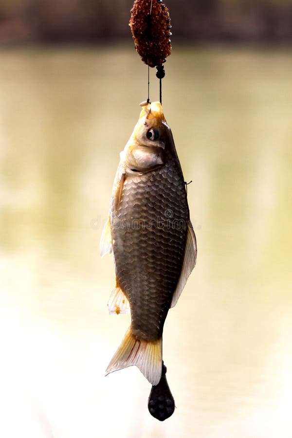 Fish caught on fishing rod stock image. Image of flight - 180016607