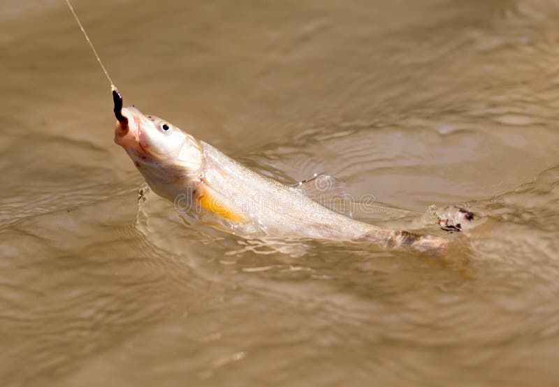 Fish caught on the hook stock photo. Image of florida 95992692