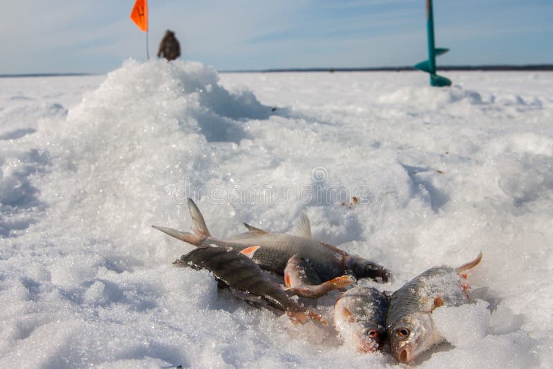 Fish caught on the ice stock image. Image of equipment 29778549