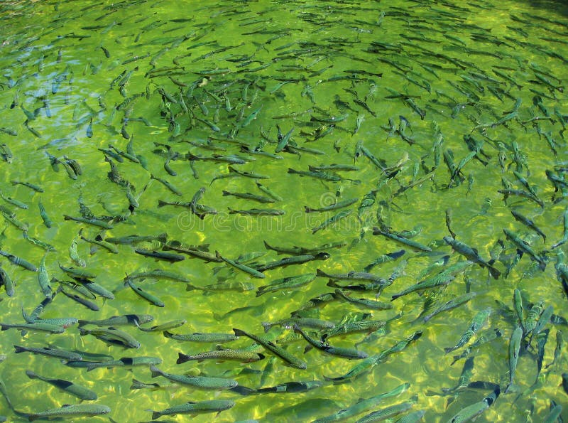 Fish ( Trout ) swimming in circles in a green fishpond. Fish ( Trout ) swimming in circles in a green fishpond