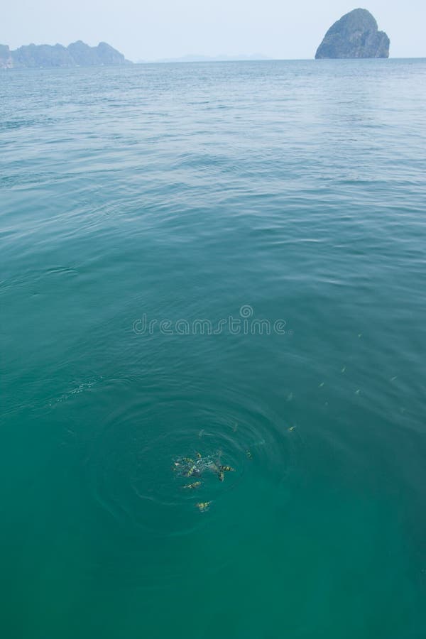 Fish in clear water.