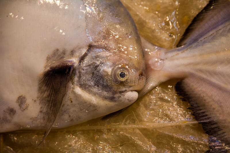Fish Eye Mackerel ,CloseUp Stock Image Image of fresh, pupil 54418023