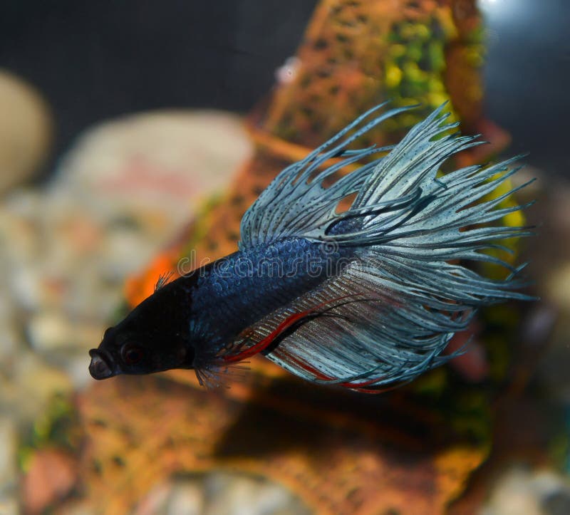 Fish Closeup Dark Blue in the Aquarium Stock Photo Image of aquarium